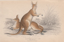 Kangaroo - Halmaturus rutilans
